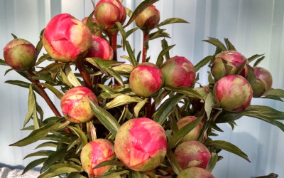 Coral Charm, Red, Pink, and White Peonies.