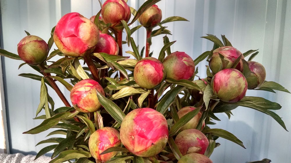 Coral Charm Peony Buds | Oregon Coastal Flowers LLC Coral Charm Peony Buds