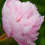 Double Blooming Soft Pink Peony | Oregon Coastal Flowers LLC Double Blooming Soft Pink Peony