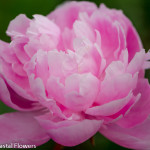 Double Blooming Wholesale Pink Peony | Oregon Coastal Flowers LLC Double Blooming Wholesale Pink Peony