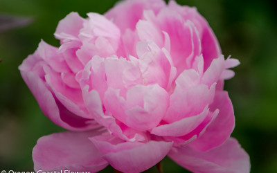 American Grown Pink Peonies