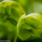 Green Hellabores
