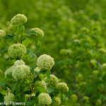 Green Snowball Viburnum