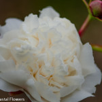 Locally Grown White Peonies | Oregon Coastal Flowers LLC Locally Grown White Peonies