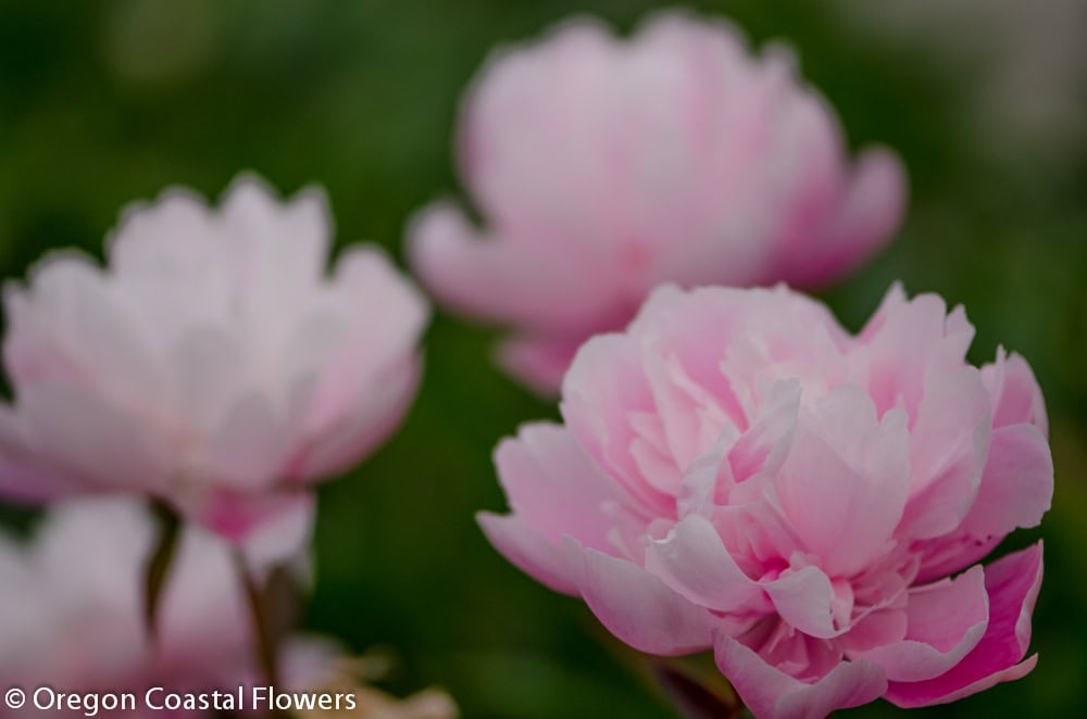 Peony Field Pricing, Wholesale Peony Farm