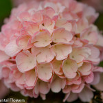 Pink Snowball Viburnum