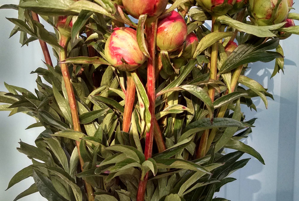 Coral Charm Peonies