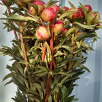 Wholesale Coral Charm Peonies