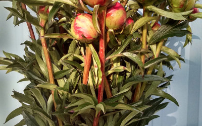 Coral Charm Peonies