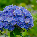 Blue Hydrangea Bloom | Oregon Coastal Flowers LLC Blue Hydrangea Bloom