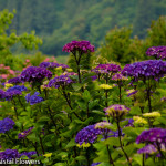 Dark Stemmed Purple Hydrangea