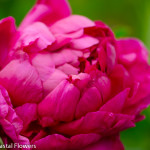 Hot Pink Peony Flower | Oregon Coastal Flowers LLC Hot Pink Peony Flower