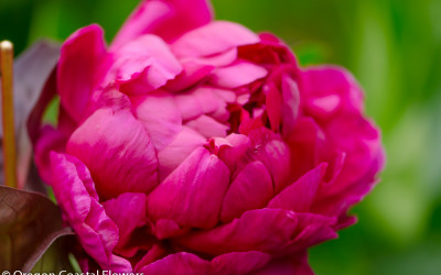 Red Raspberry Peonies