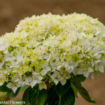 Immature White Hydrangea Bloom | Oregon Coastal Flowers LLC Immature White Hydrangea Bloom