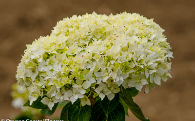 Antique White Hydrangea