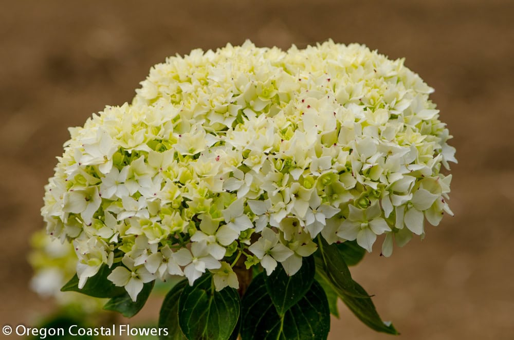 Antique White Hydrangea