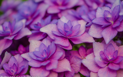 Double Lavender Hydrangea