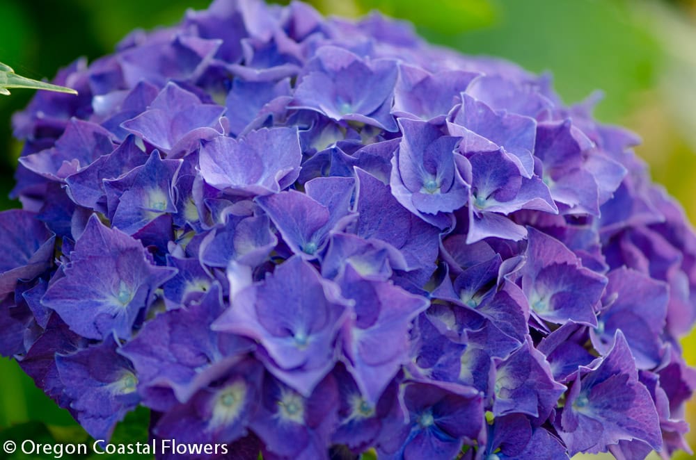 Lavender Hydrangea