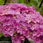 Pink Hydrangea Bloom | Oregon Coastal Flowers LLC Pink Hydrangea Bloom