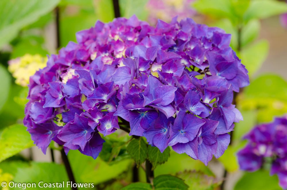 Purple Hydrangea Wedding Flowers