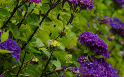 Oregon Pride Dark Purple Hydrangea with Black Stems 6.14.17