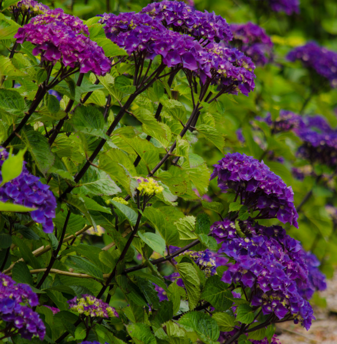 Blue, Purple, White, Lavender, & Specialty Hydrangea Cut Flowers
