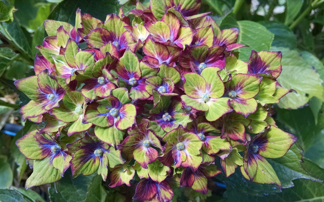 Green Pistachio Hydrangeas