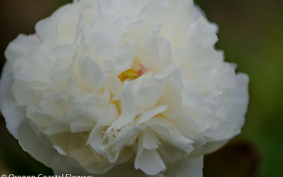 6.01.21 White Peonies Wholesale Blush Peony Flower