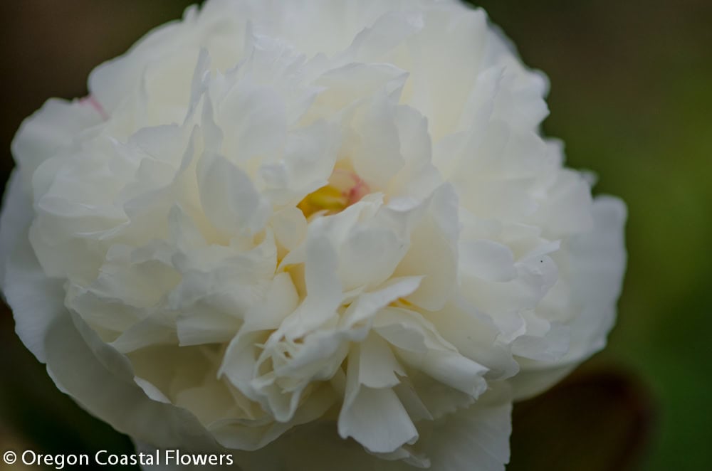 6.01.21 White Peonies Wholesale Blush Peony Flower