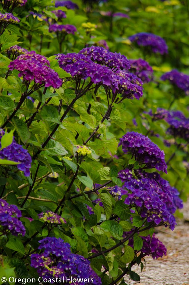 oregon pride purple hydrangeas