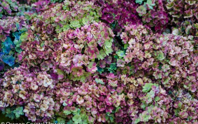Amazing Antique Double Lavender Hydrangea