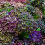 antique pistacio hydrangea | Oregon Coastal Flowers LLC antique pistacio hydrangea
