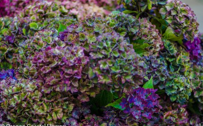 Antique Pistachio Hydrangea