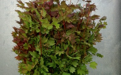 Red Fall Maple Leaves