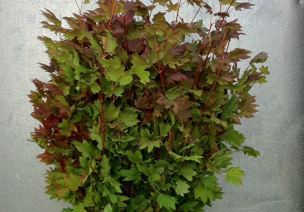 Red Fall Maple Leaves