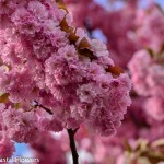 Abundant Pink Cherry Blooms