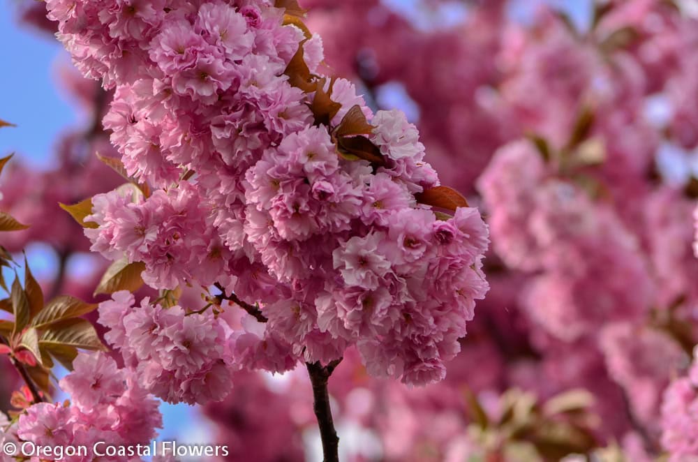 Double pink cherry in full bloom
