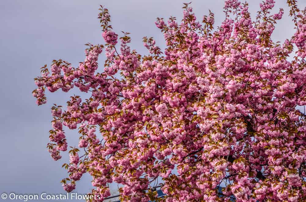 Flowering Pink Cherry