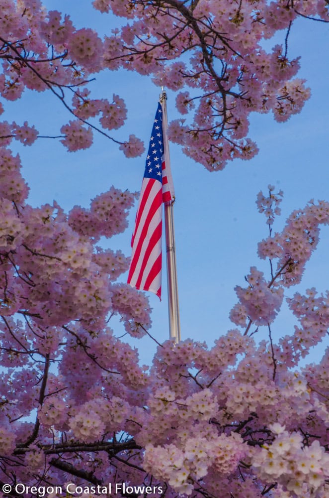 Patriotic Pink Cherry Blooms