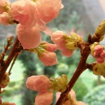 Pink Cherry Blooms