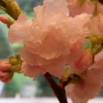 Pink Cherry Blossom