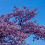Pink Cherry Branches | Oregon Coastal Flowers LLC Pink Cherry Branches
