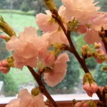 Pink Flowering Cherry