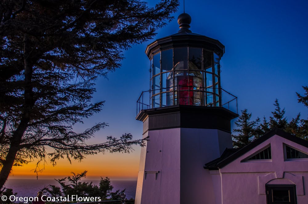 The Oregon Coast | Oregon Coastal Flowers LLC The Oregon Coast