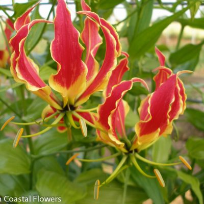 Bold Red and Yellow Gloriosa Lily Flowers