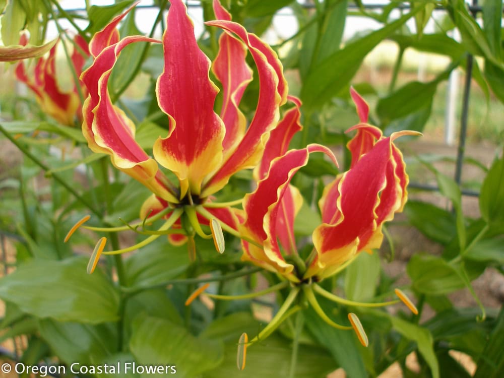 Bold Red and Yellow Gloriosa Lily Flowers | Oregon Coastal Flowers LLC Bold Red and Yellow Gloriosa Lily Flowers