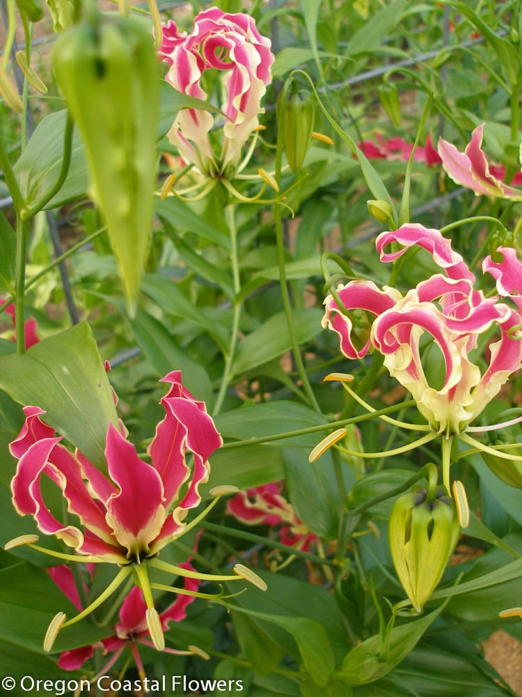 Gloriosa Lilies | Oregon Coastal Flowers LLC Gloriosa Lilies
