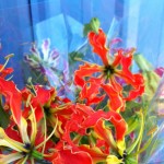Gloriosa Lily Blooms