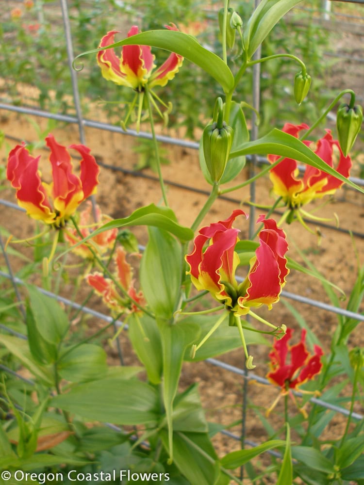 Gloriosa Lily Flowers in the Field | Oregon Coastal Flowers LLC Gloriosa Lily Flowers in the Field