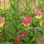 Gloriosa Lily on the Vine